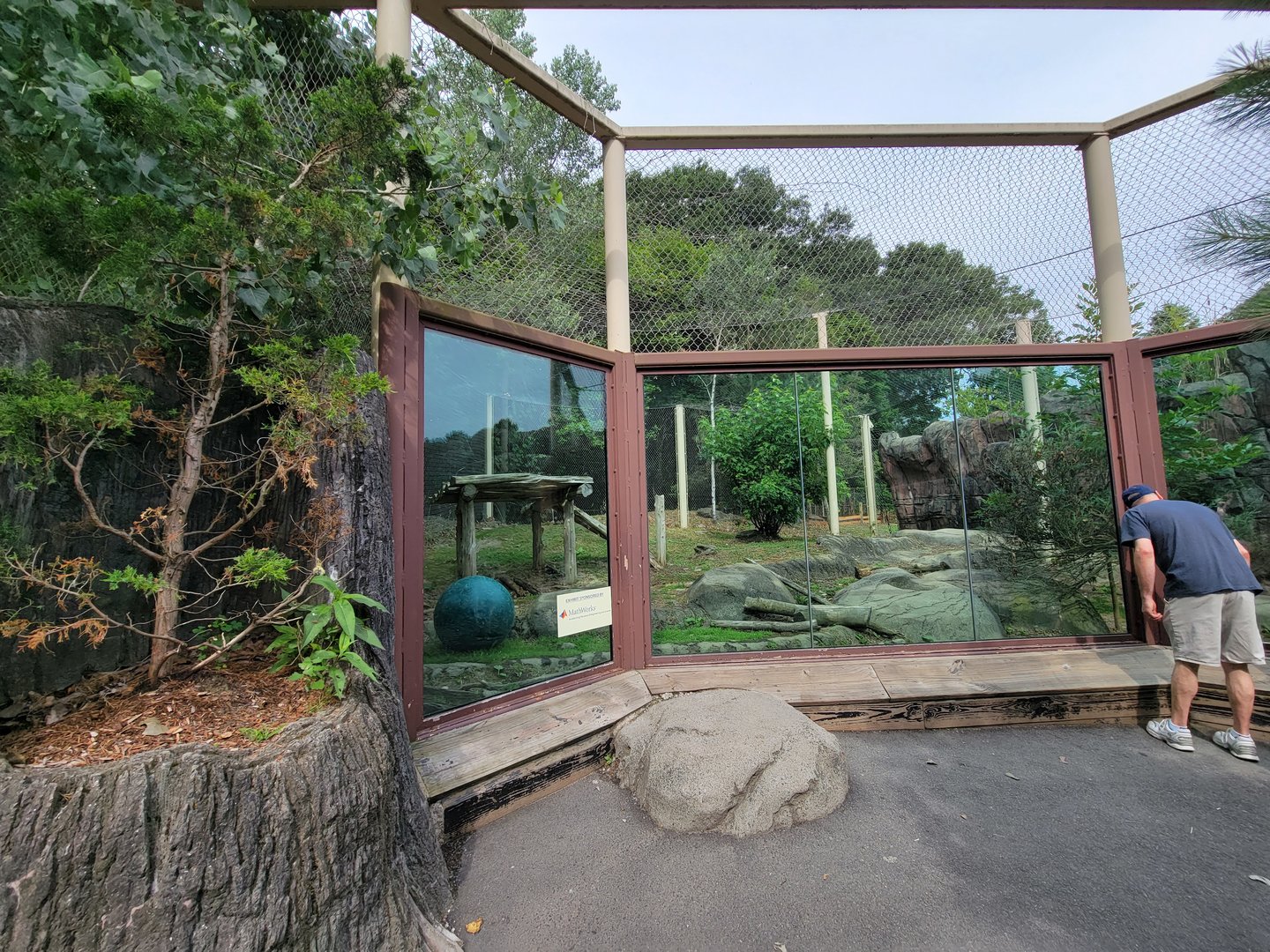 Stone Zoo 7/22 - Mountain Lion