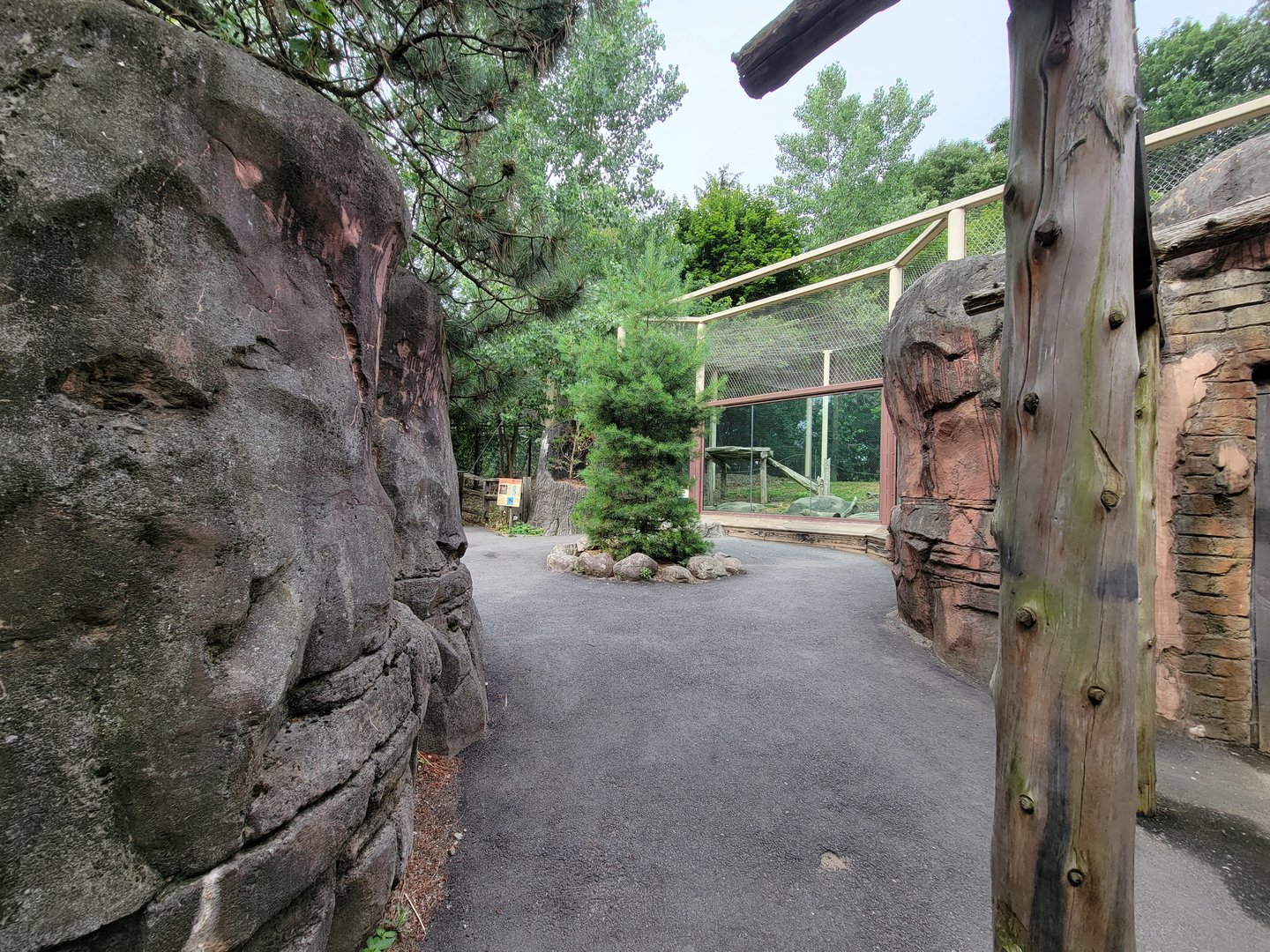 Stone Zoo 7/22 - Mountain Lion