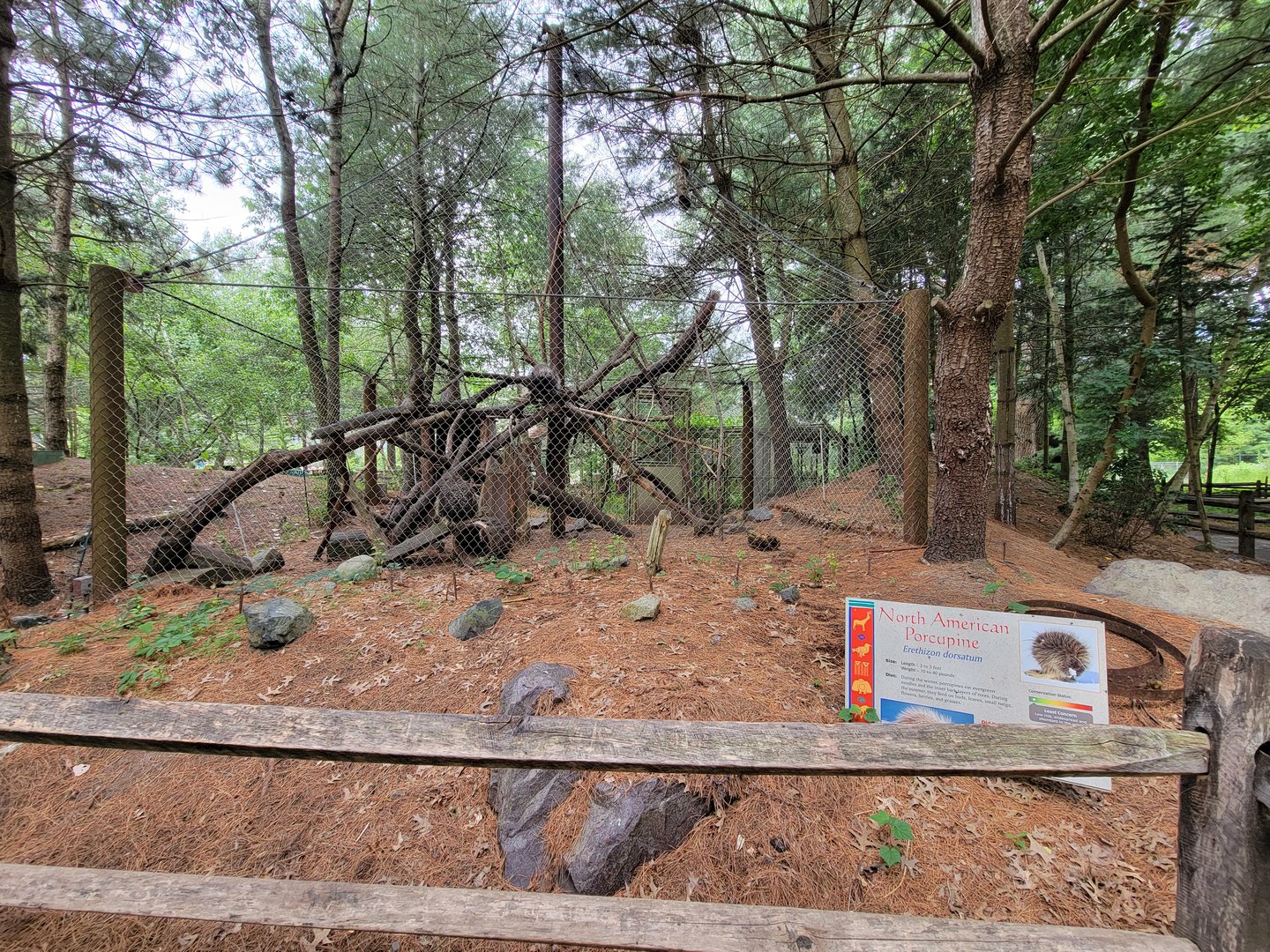 Stone Zoo 7/22 - North American porcupine