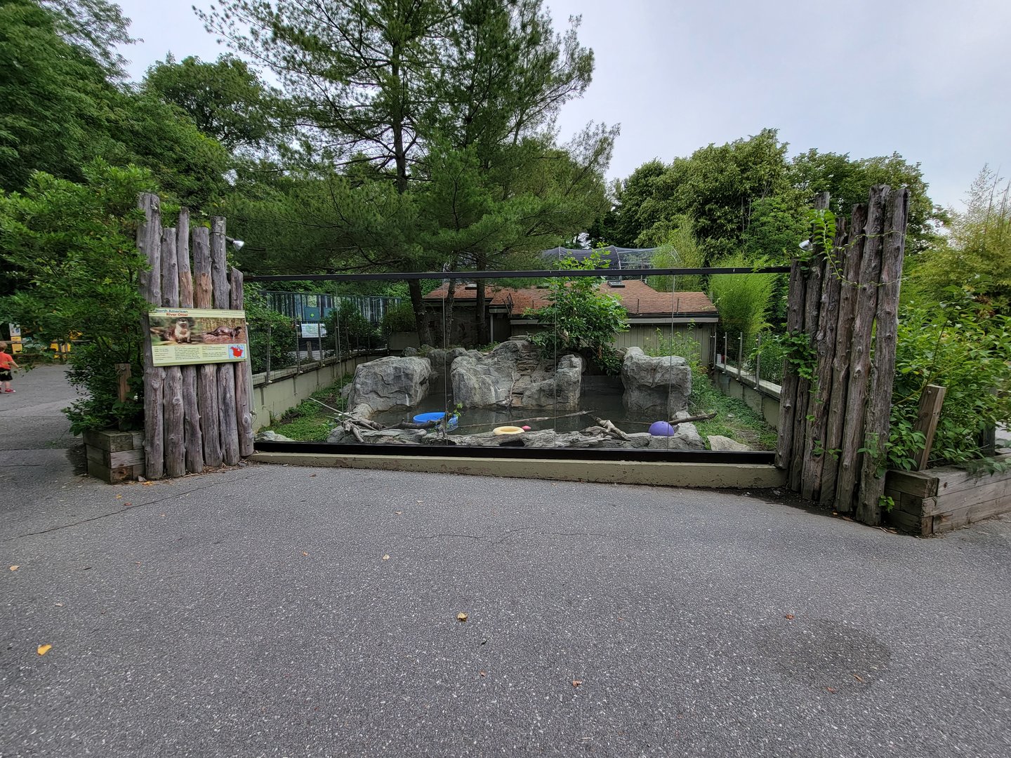 Stone Zoo 7/22 - North American River Otters