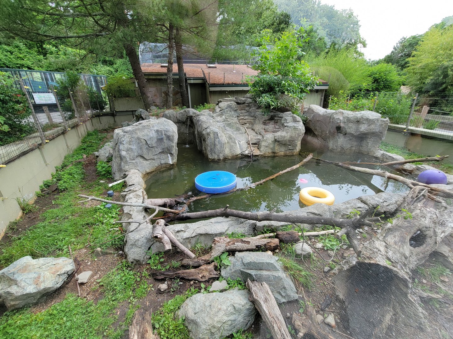 Stone Zoo 7/22 - North American River Otters