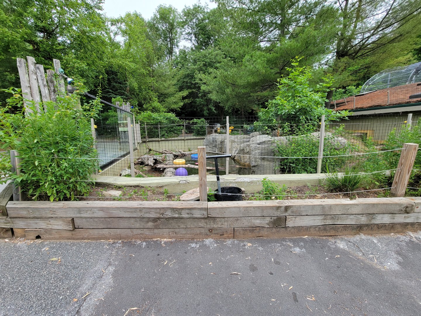 Stone Zoo 7/22 - North American River Otters