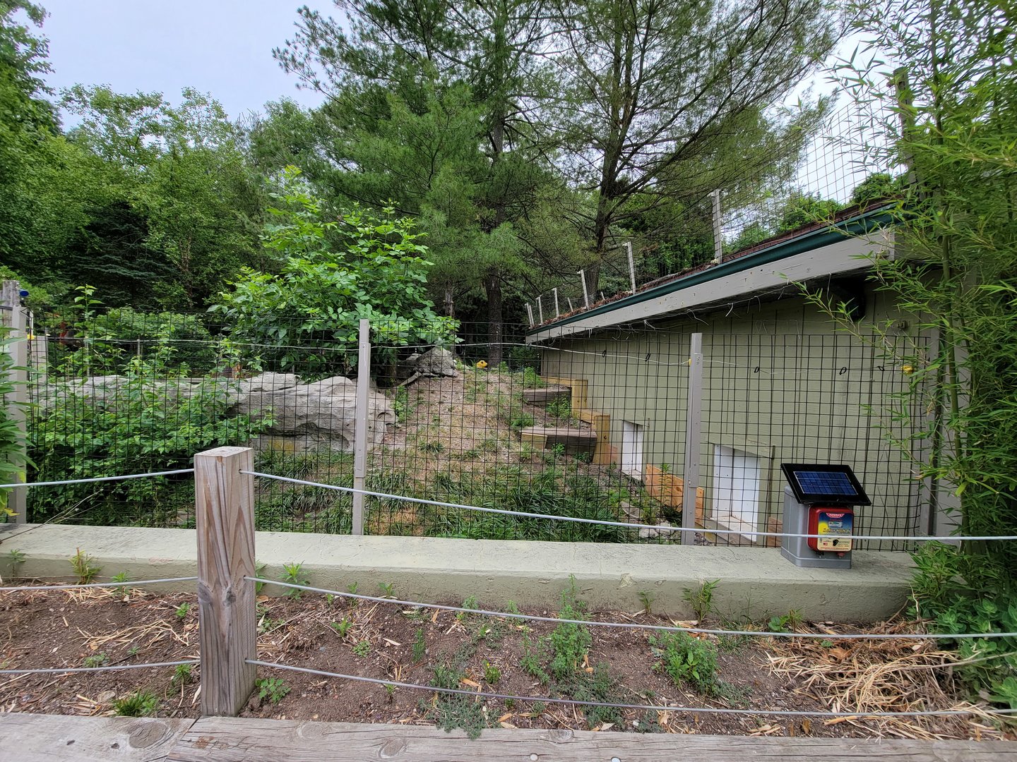 Stone Zoo 7/22 - North American River Otters