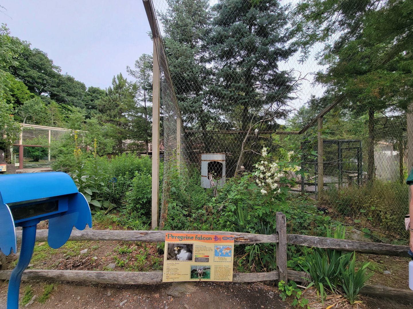 Stone Zoo 7/22 - Peregrine Falcon