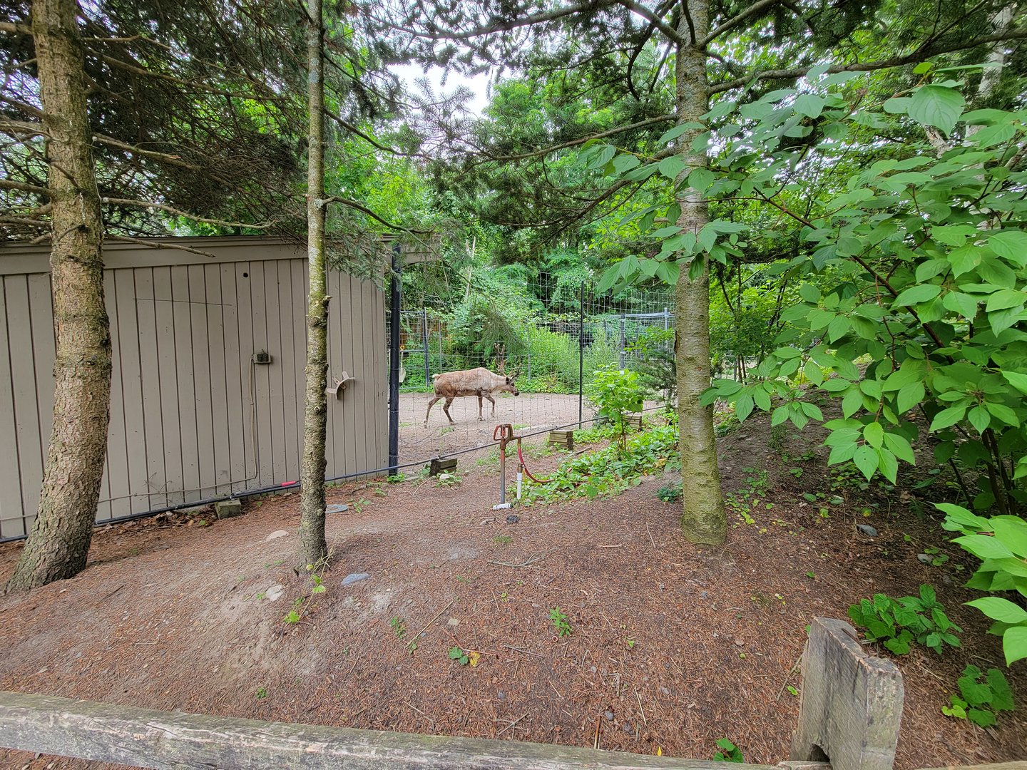 Stone Zoo 7/22 - Reindeer