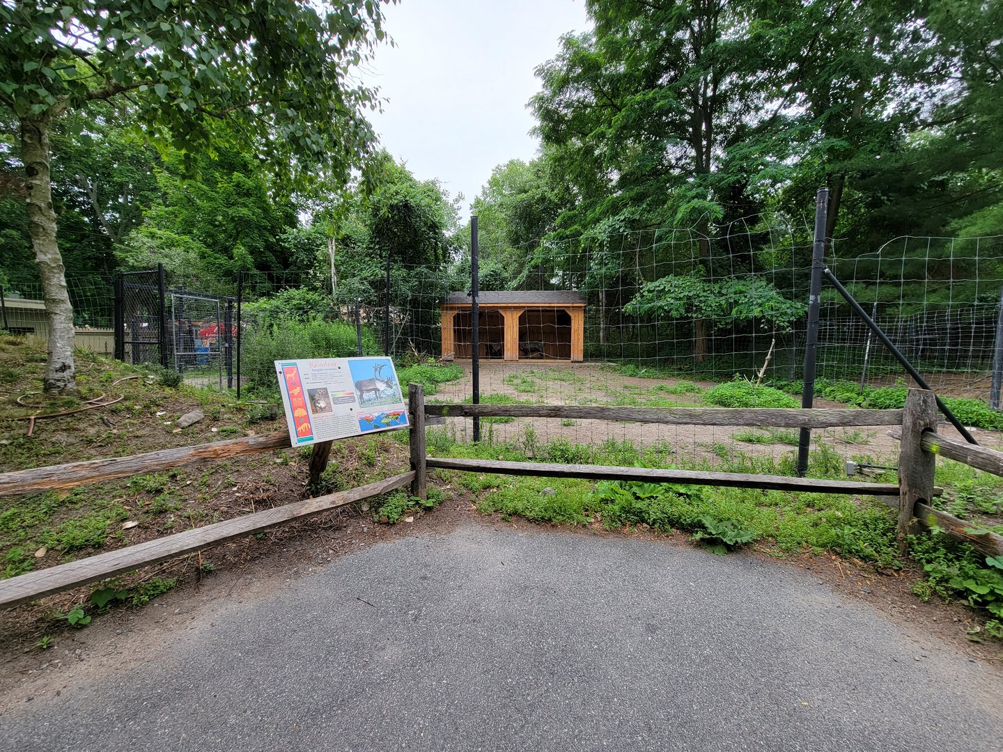 Stone Zoo 7/22 - Reindeer