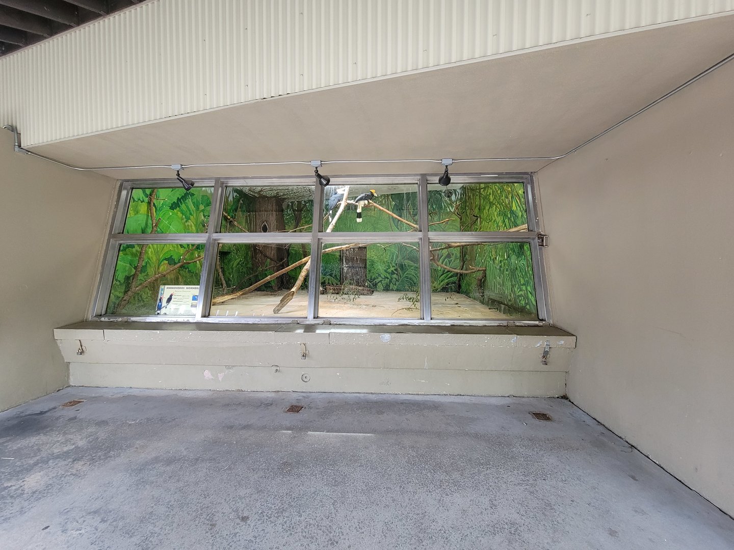 Stone Zoo 7/22 - Rhinoceros hornbill