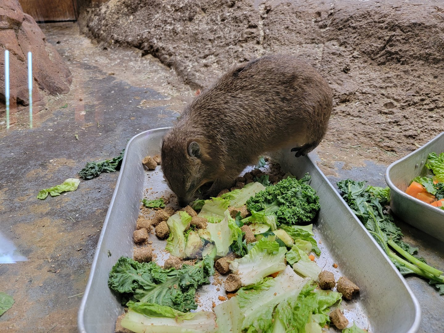 Stone Zoo 7/22 - Rock hyrax