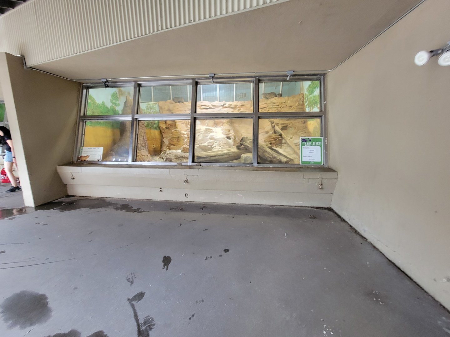 Stone Zoo 7/22 - Rock hyraxes