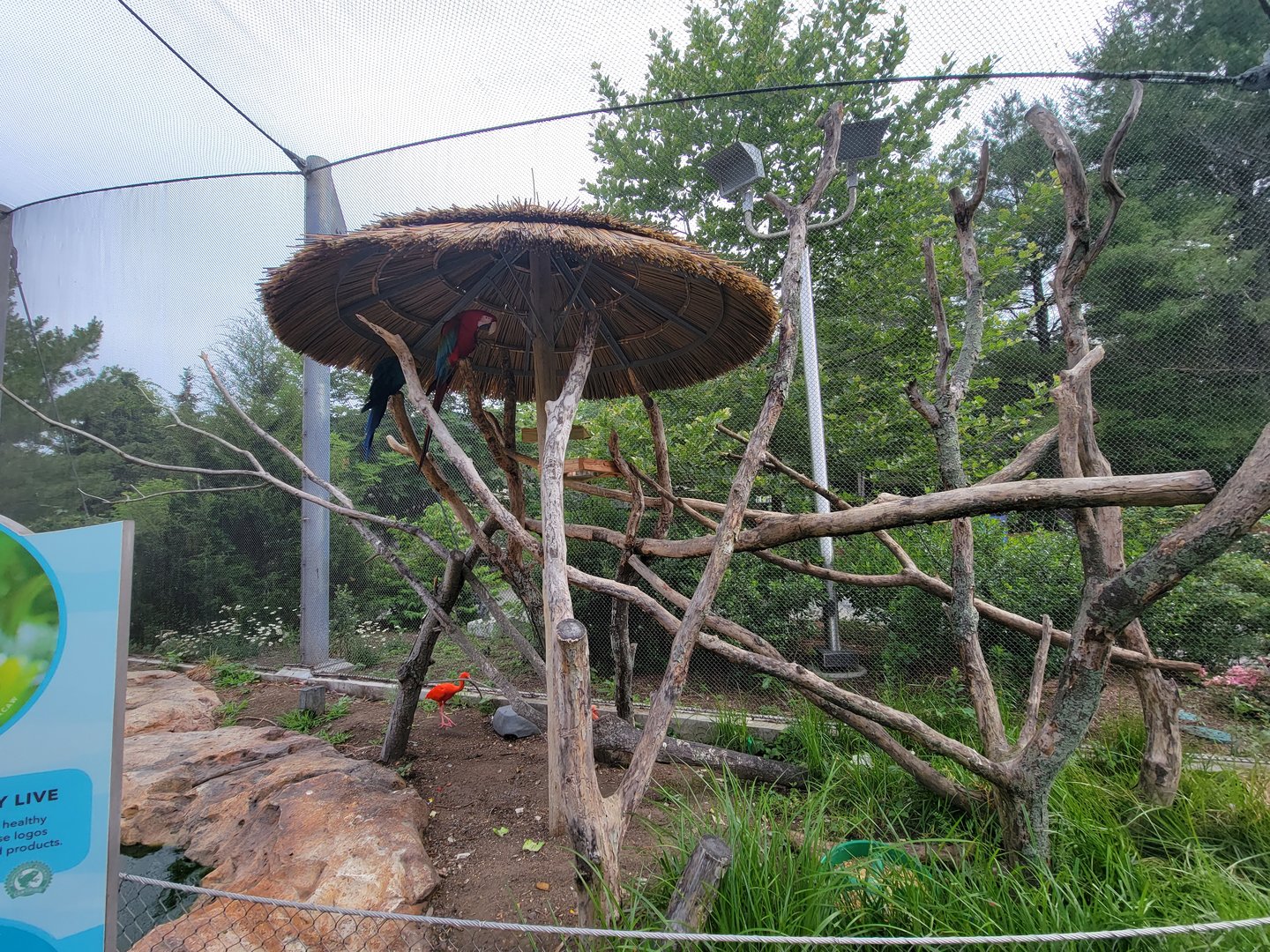Stone Zoo 7/22 - Scarlet macaw, blue & gold macaw, scarlet ibis