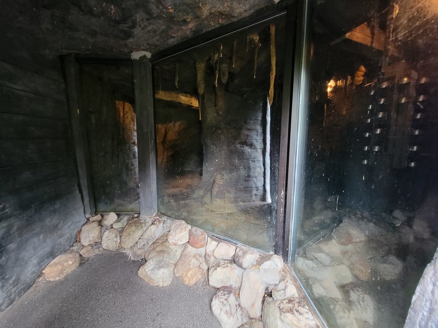 Stone Zoo 7/22 - Seba's short-tailed bat