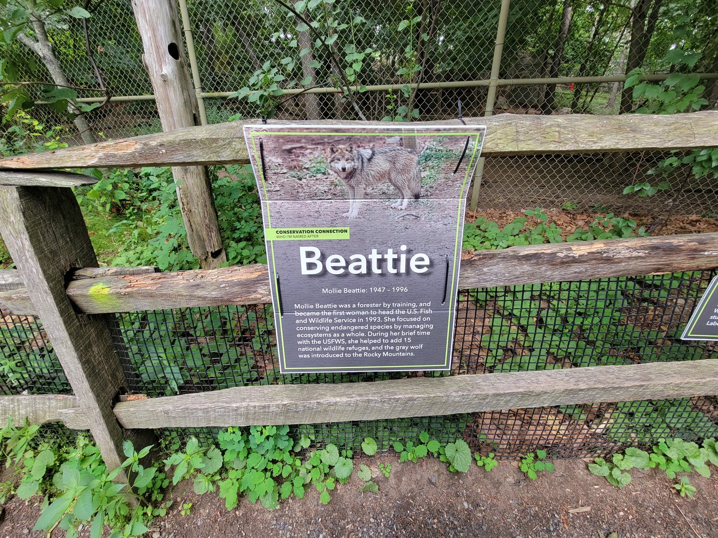 Stone Zoo 7/22 - Signs were up for each of the wolves' names