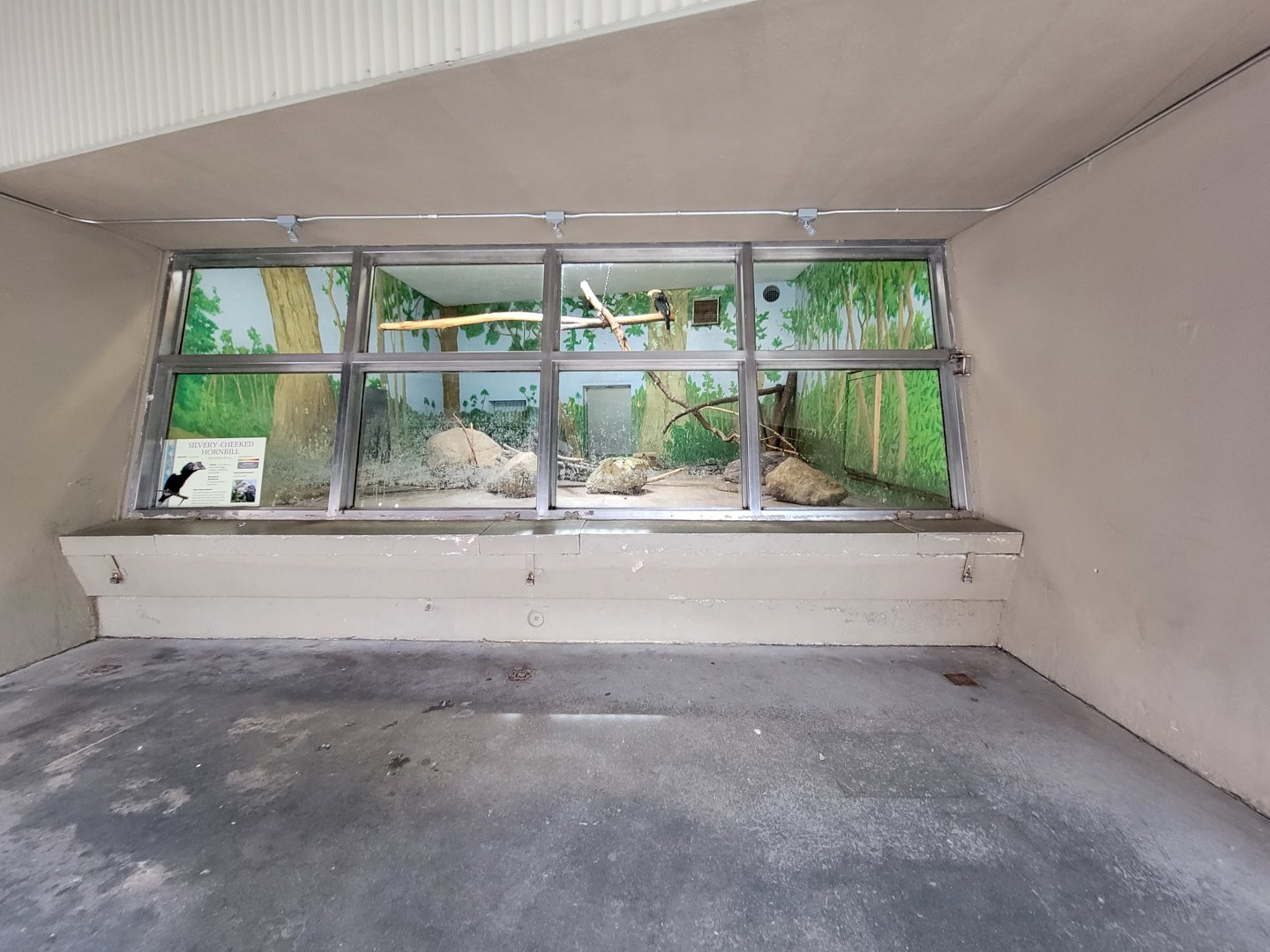 Stone Zoo 7/22 - Silvery-cheeked hornbill