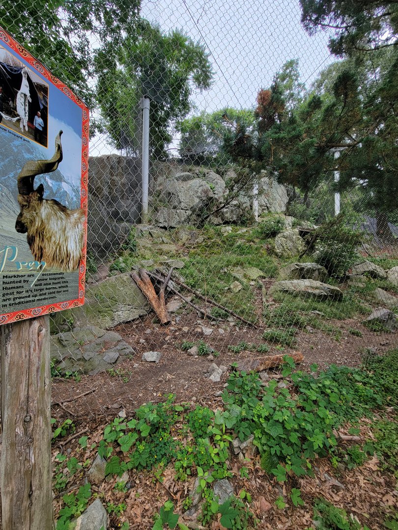 Stone Zoo 7/22 - Snow Leopard