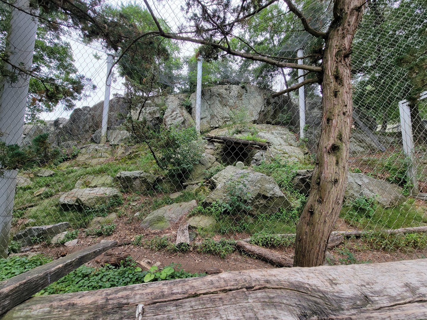 Stone Zoo 7/22 - Snow Leopard