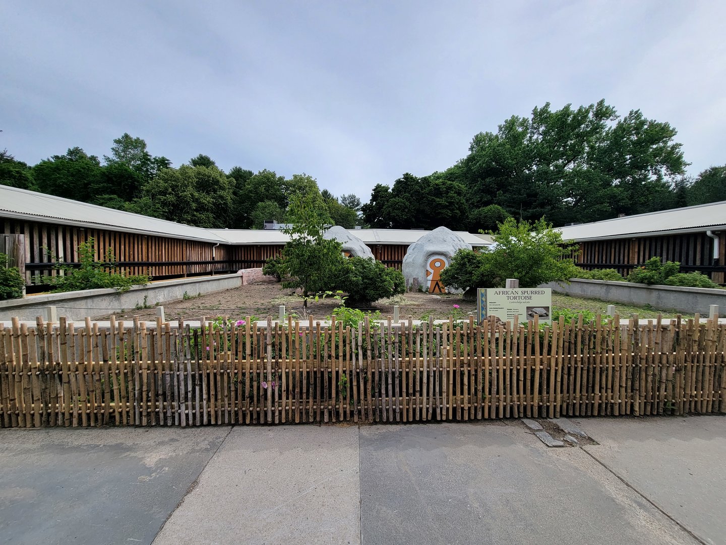 Stone Zoo 7/22 - Sulcata tortoises