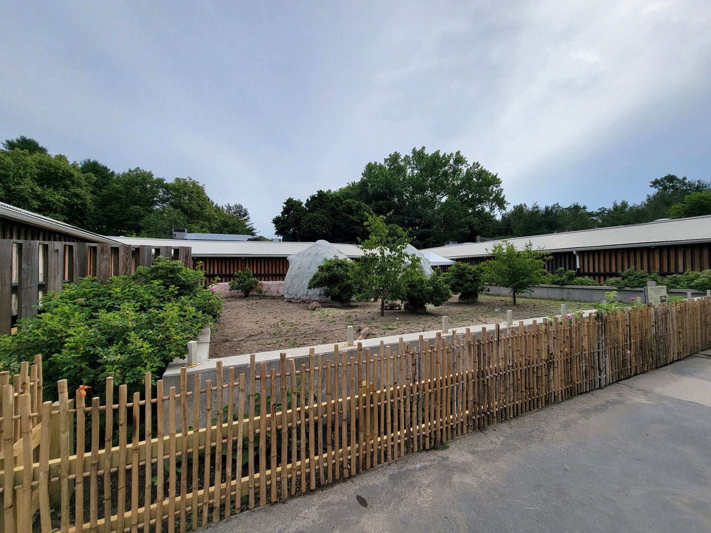 Stone Zoo 7/22 - Sulcata tortoises