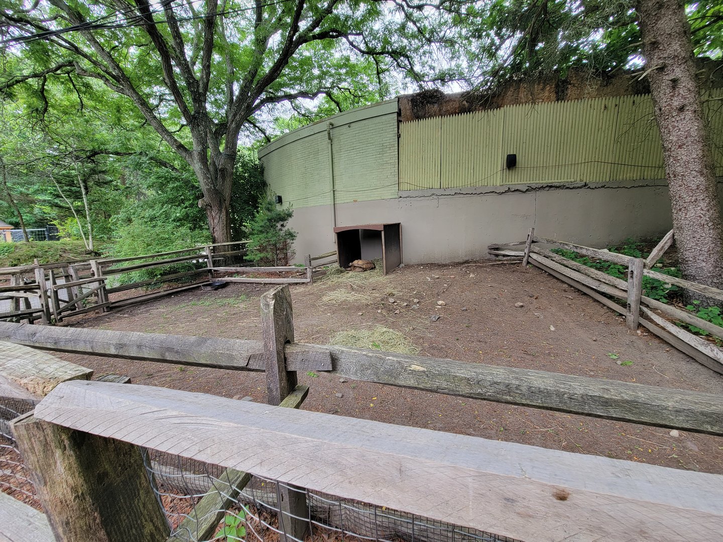 Stone Zoo 7/22 - Sulcata tortoises