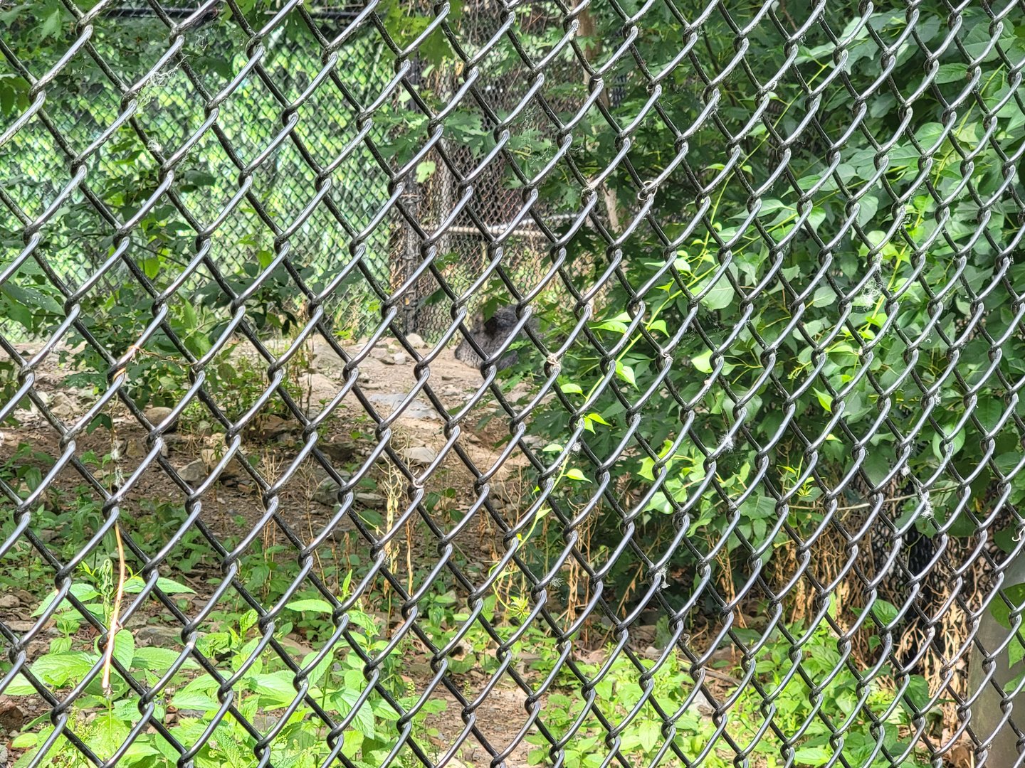 Stone Zoo 7/22 - The actual view of the Chacoan peccary
