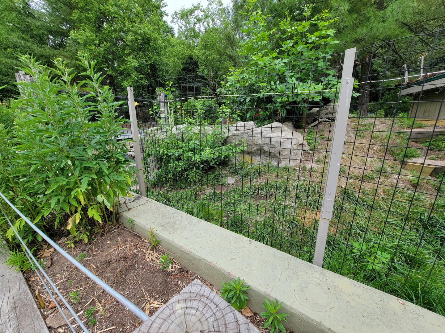 Stone Zoo 7/22 - The bush the otters are in