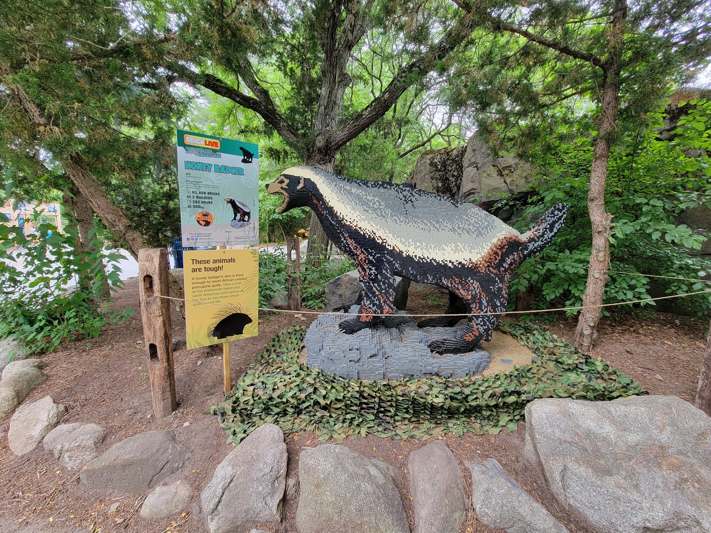 Stone Zoo 7/22 - The closest I came to a honey badger this year
