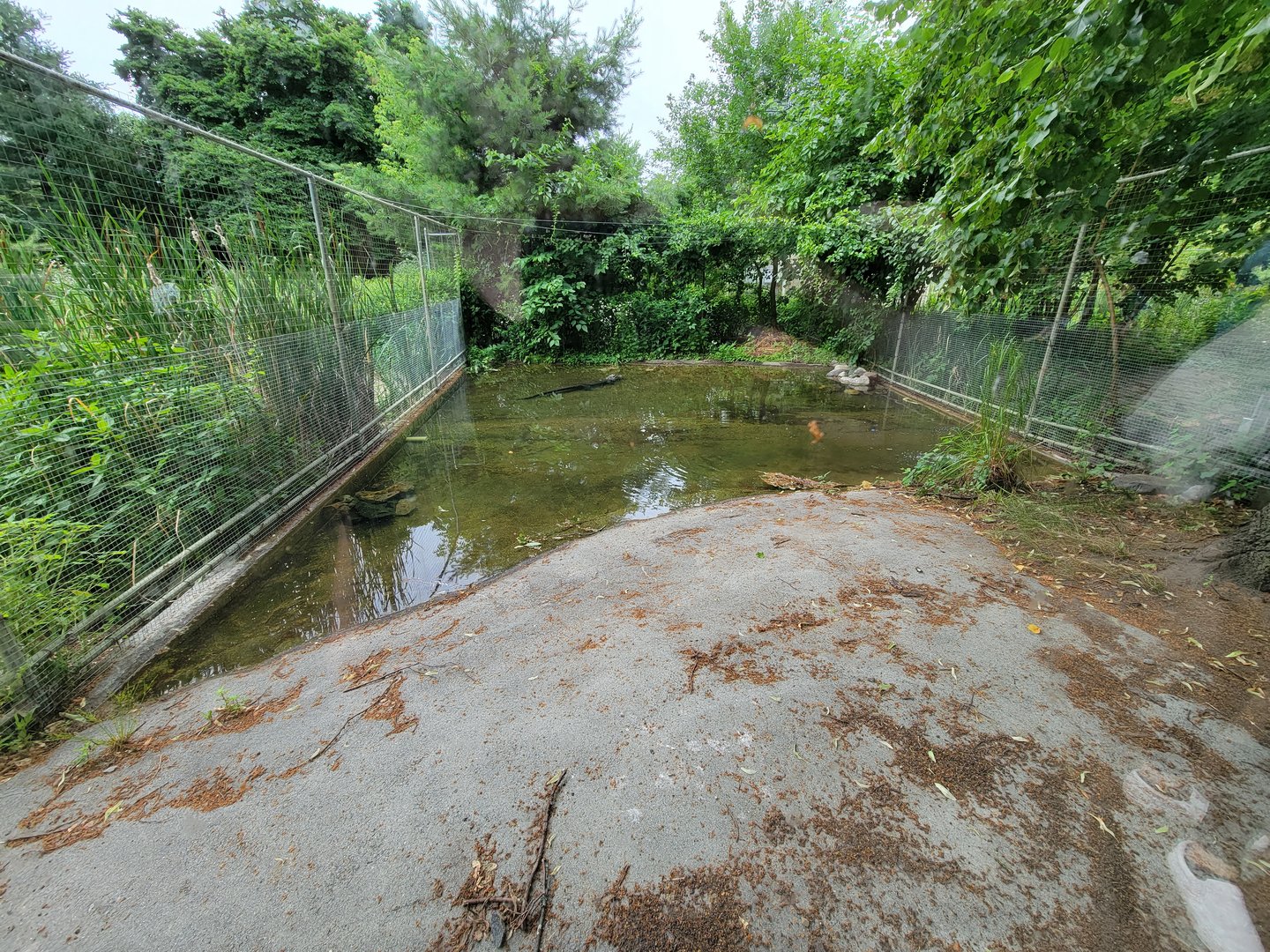 Stone Zoo 7/22 - Unsigned American alligator