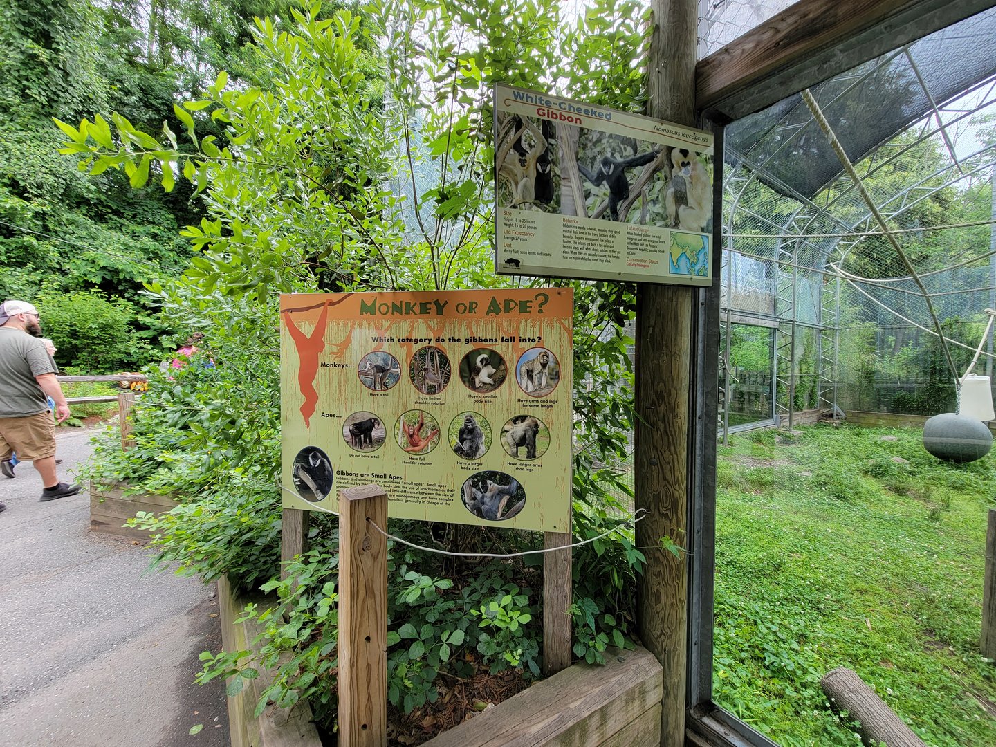 Stone Zoo 7/22 - White-cheeked Gibbons