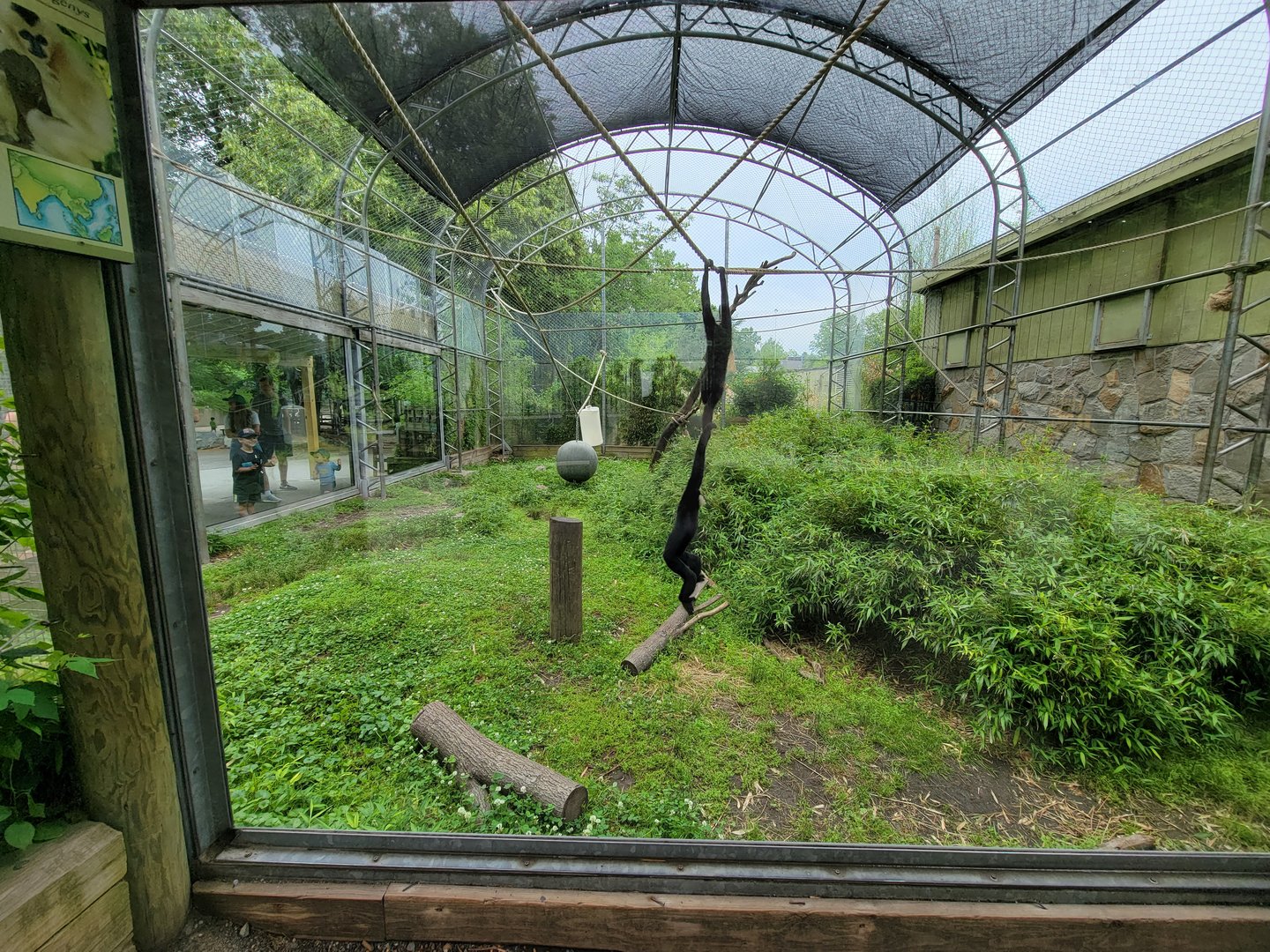 Stone Zoo 7/22 - White-cheeked Gibbons