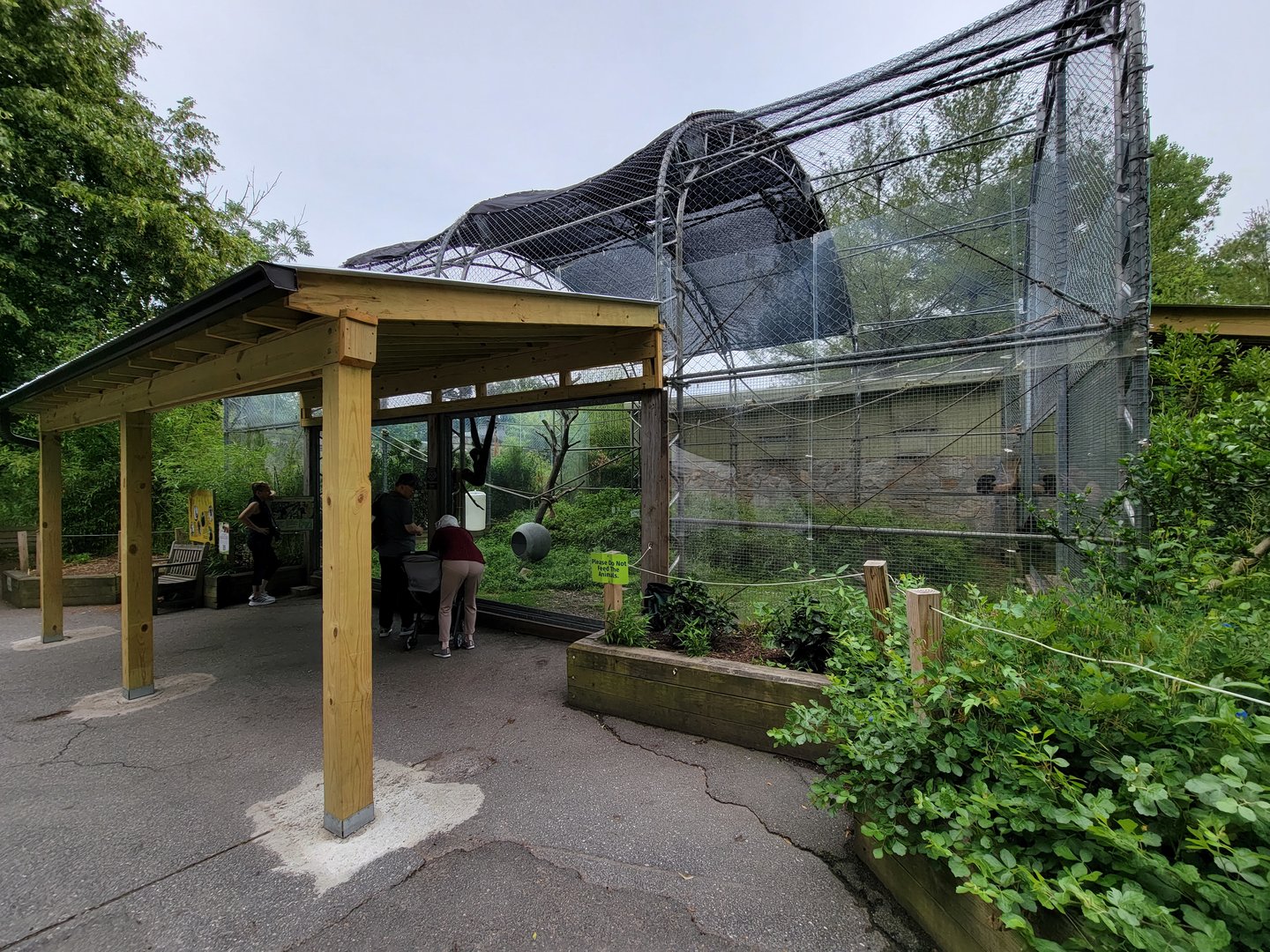 Stone Zoo 7/22 - White-cheeked Gibbons