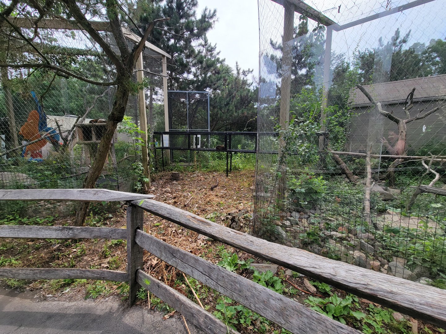 Stone Zoo 7/22 - White-nosed coati tunnel between the two exhibits