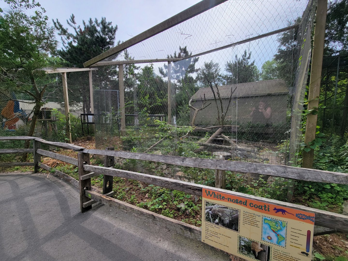 Stone Zoo 7/22 - White-nosed coati
