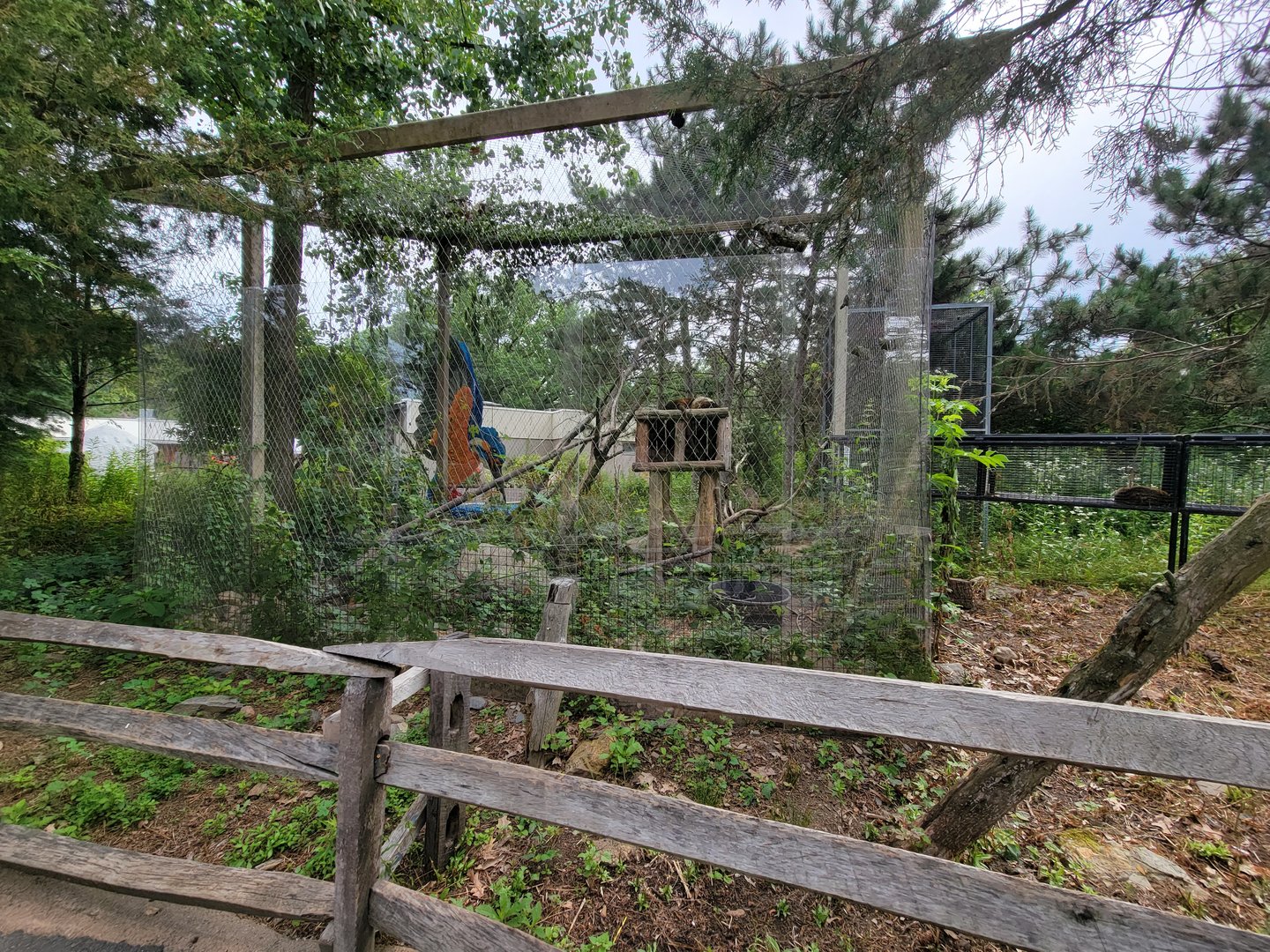 Stone Zoo 7/22 - White-nosed coati