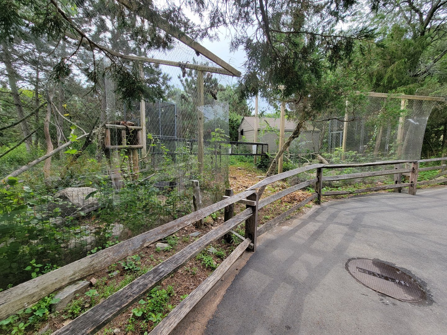 Stone Zoo 7/22 - White-nosed coati