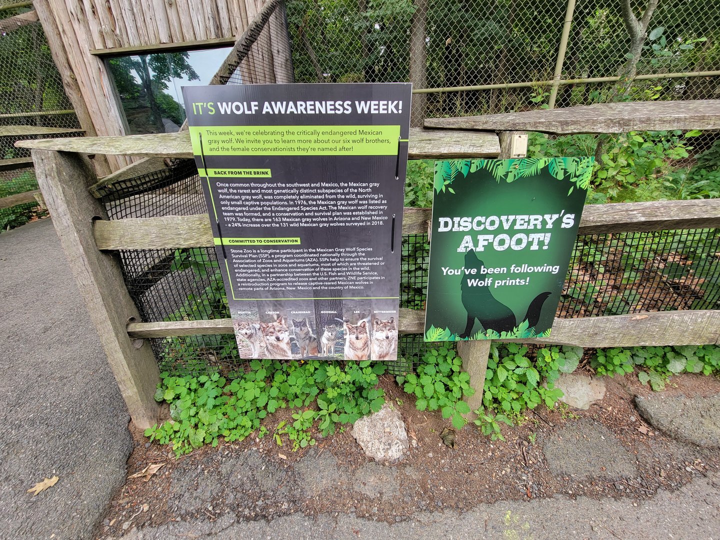 Stone Zoo 7/22 - Wolf Awareness Week