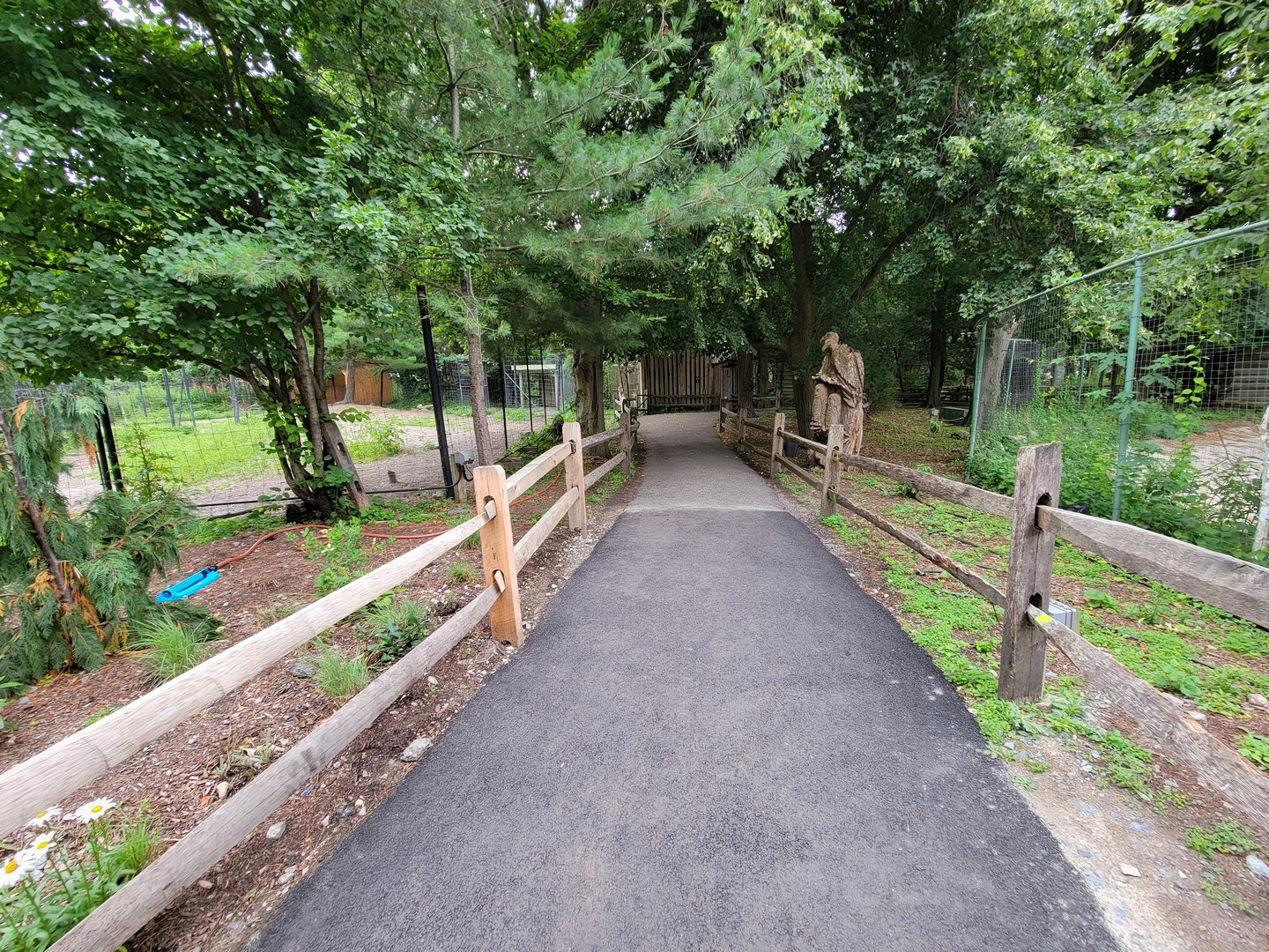 Stone Zoo 7/22 - Yukon Creek path