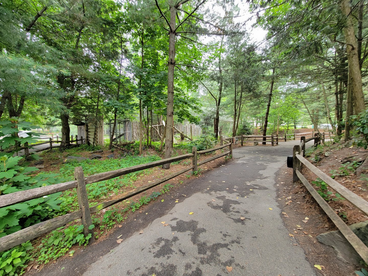 Stone Zoo 7/22 - Yukon Creek path