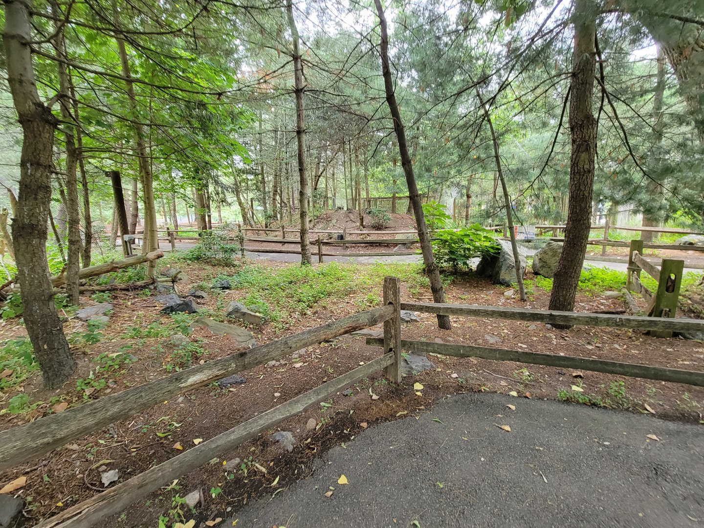 Stone Zoo 7/22 - Yukon Creek