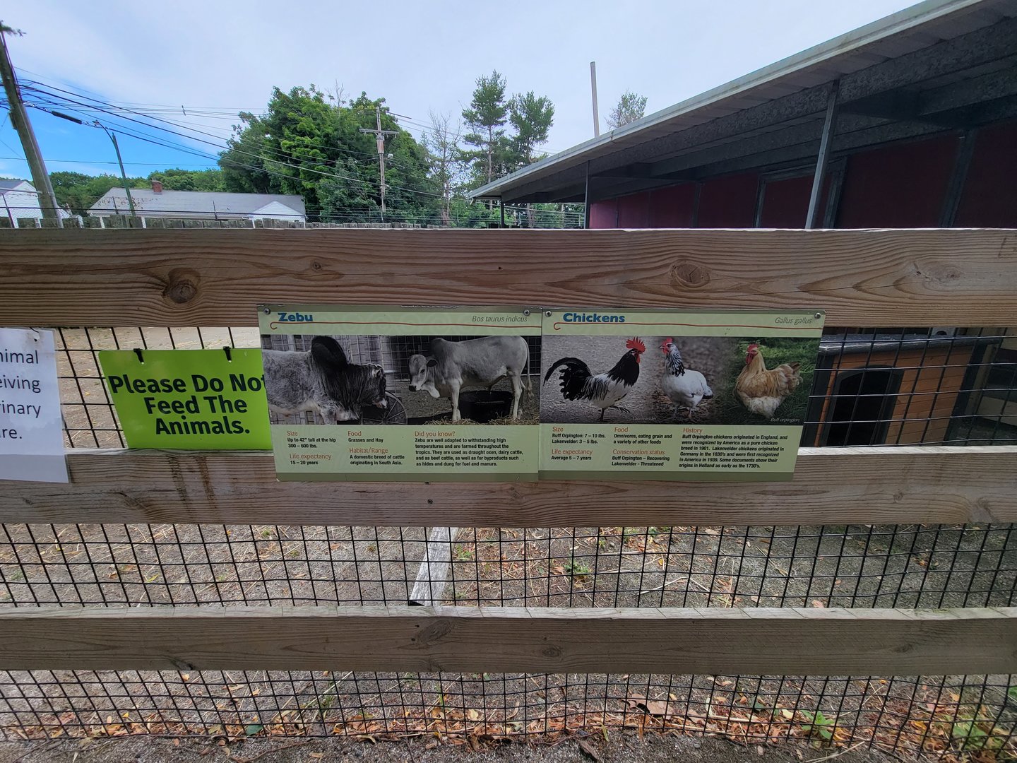 Stone Zoo 7/22 - Zebu and chickens