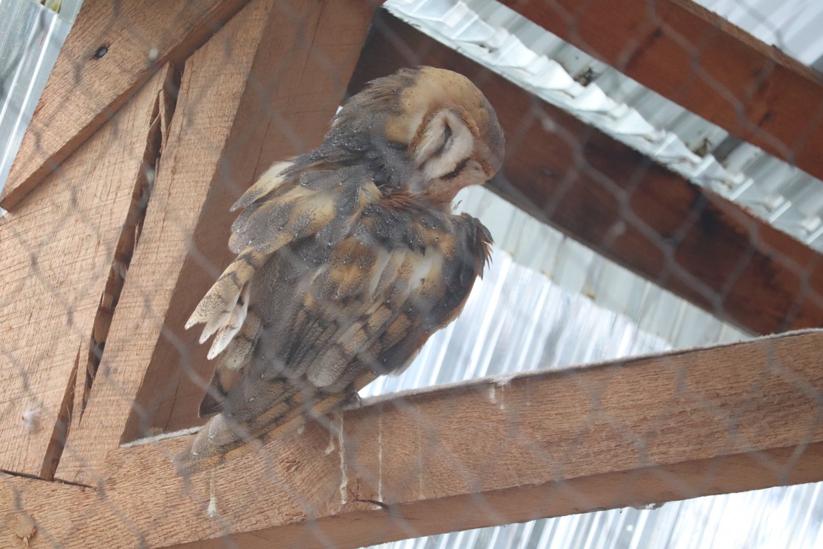 Stone Zoo - Barn Owl