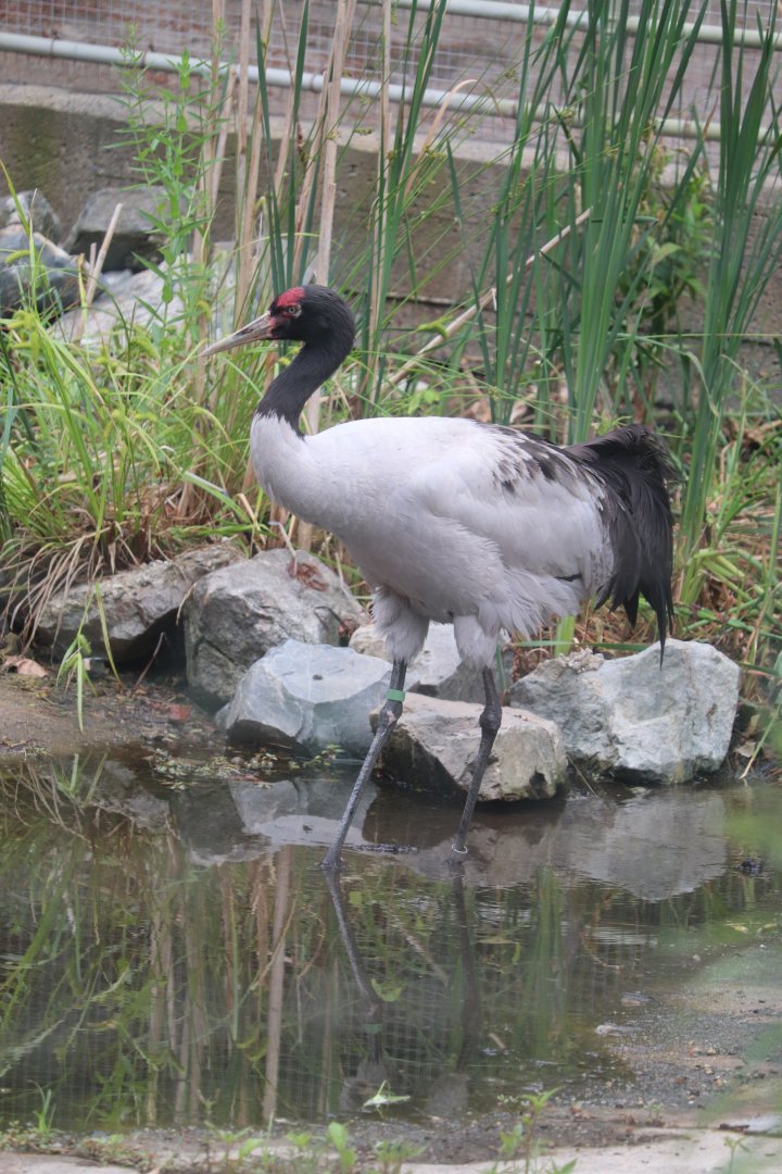 Stone Zoo - Black-Necked Crane