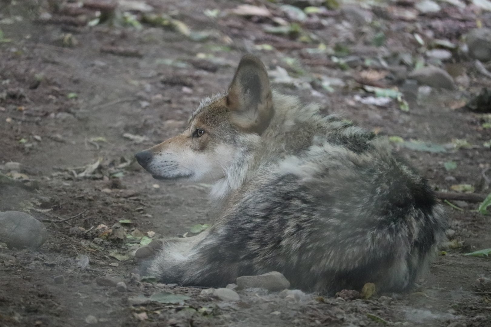 Stone Zoo - Mexican Gray Wolf