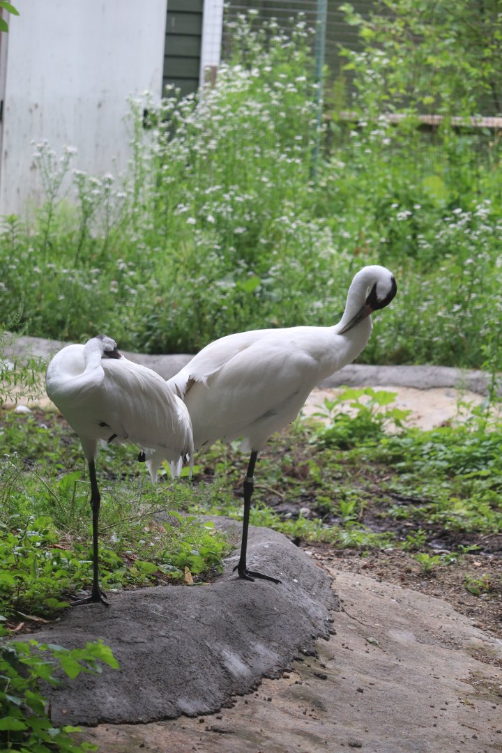 Stone Zoo - Whooping Crane