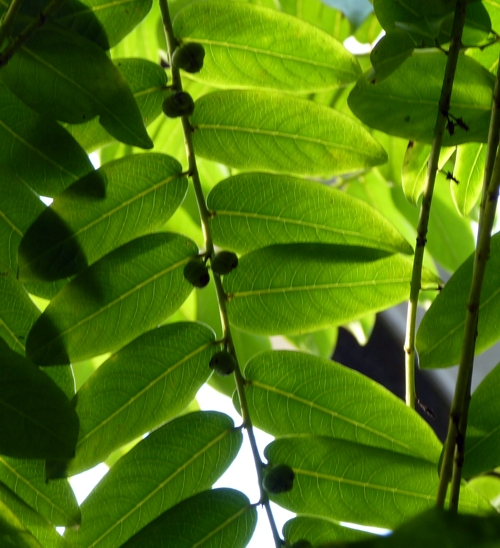 Stonebreaker (Phyllanthus niruri)