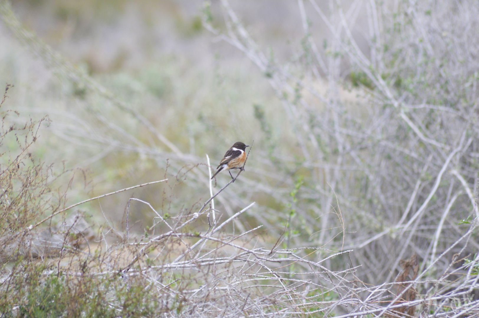 Stonechat [2020]