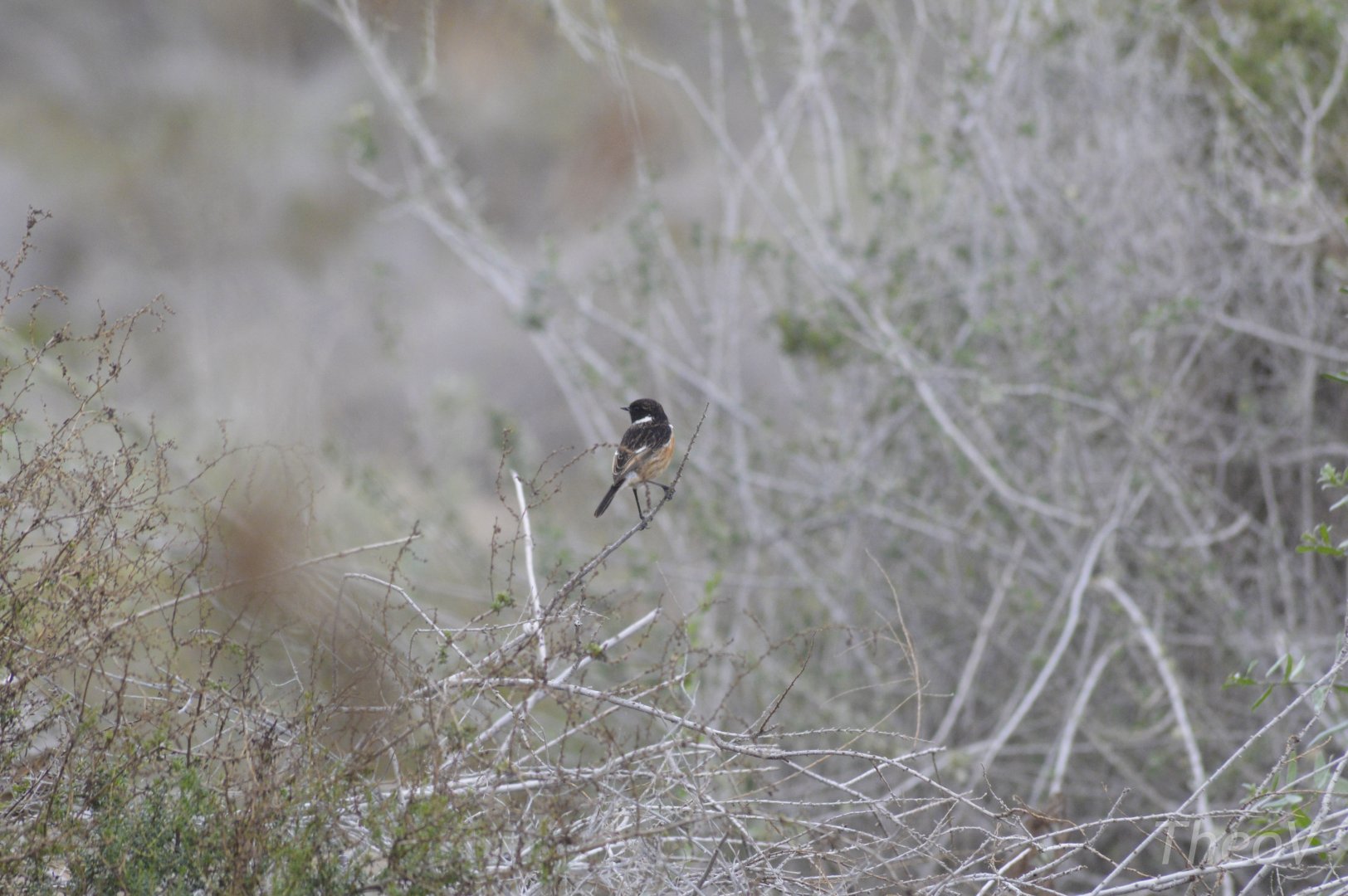 Stonechat [2020]