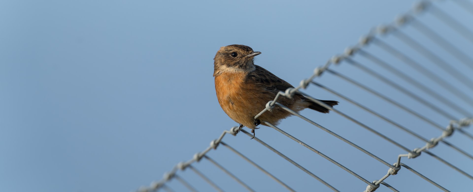 Stonechat (m), wild, UK