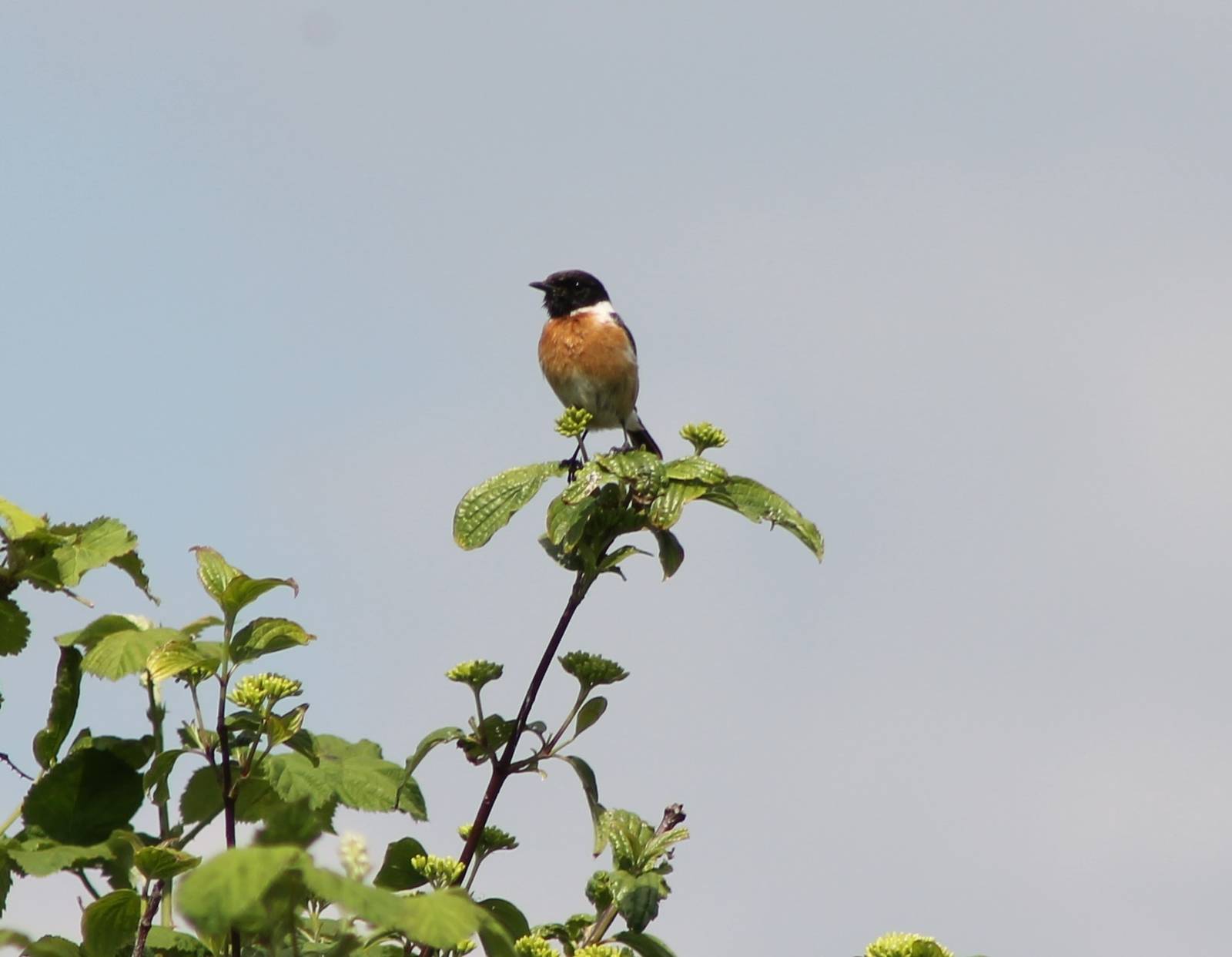 Stonechat