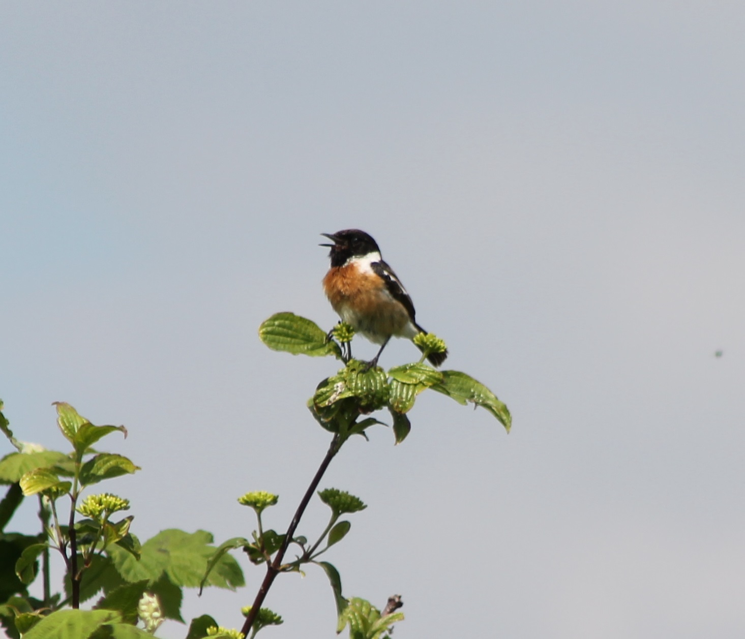 Stonechat