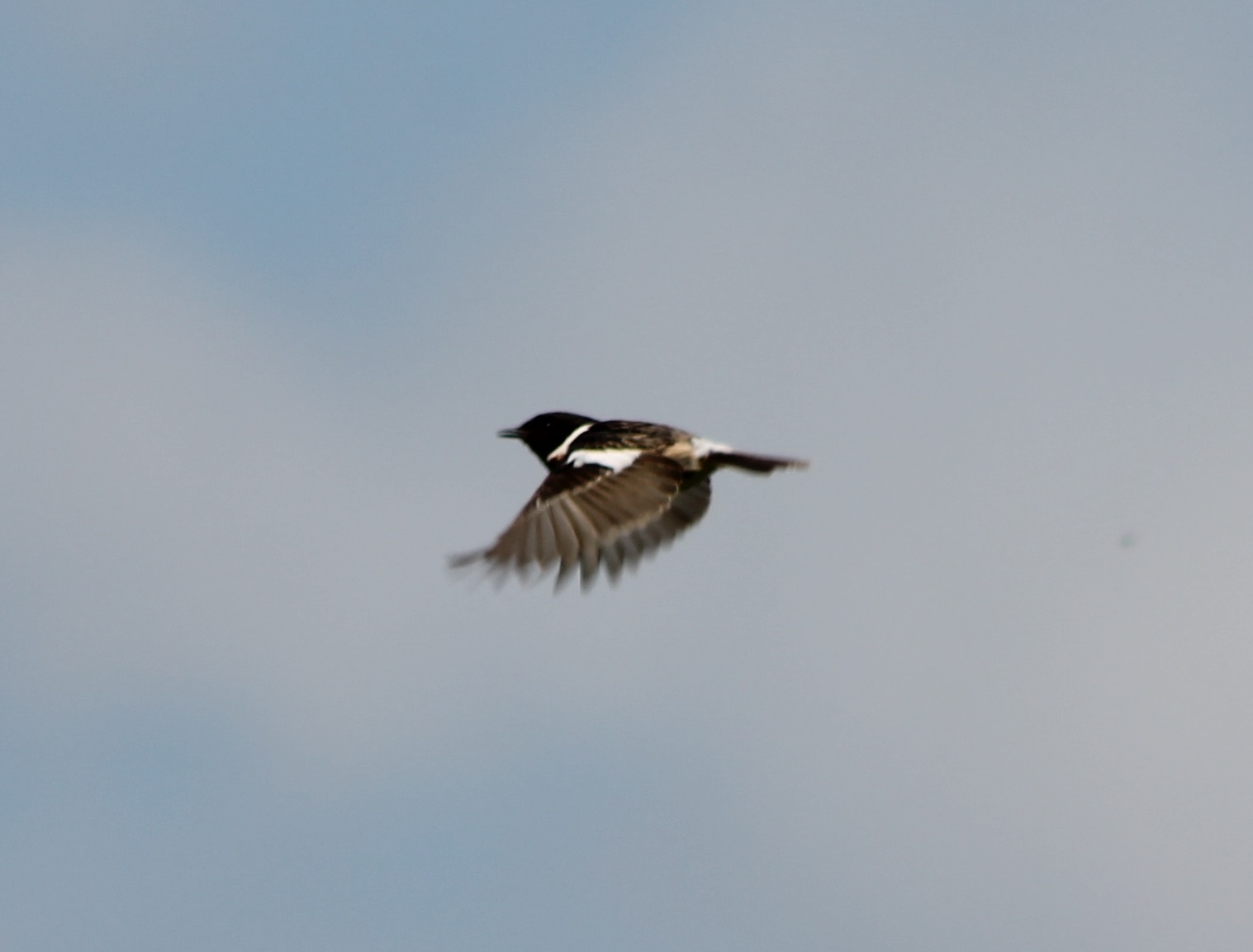 Stonechat