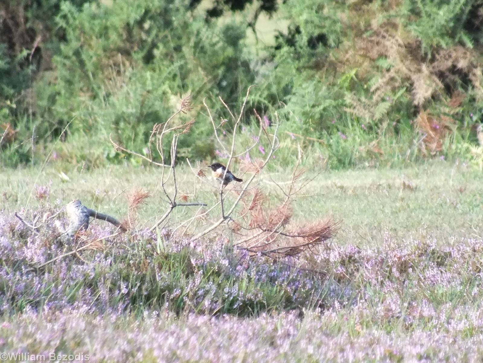 Stonechat